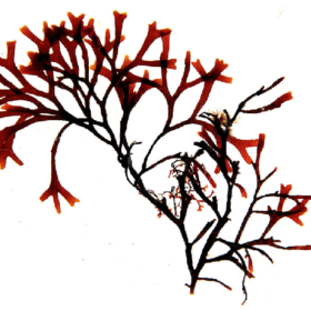 Detailed image of the red seaweed Ahnfeltiopsis concinna, showcasing its branching structure against a white background.