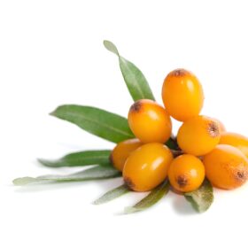 Sea buckthorn berries, source of CRYOCARE® biomimetic active for cold and climate stress skin protection