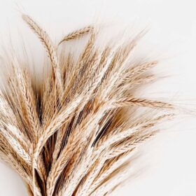 Close-up of golden wheat spikes, a natural ingredient used in AZELACTIVE® for skincare.